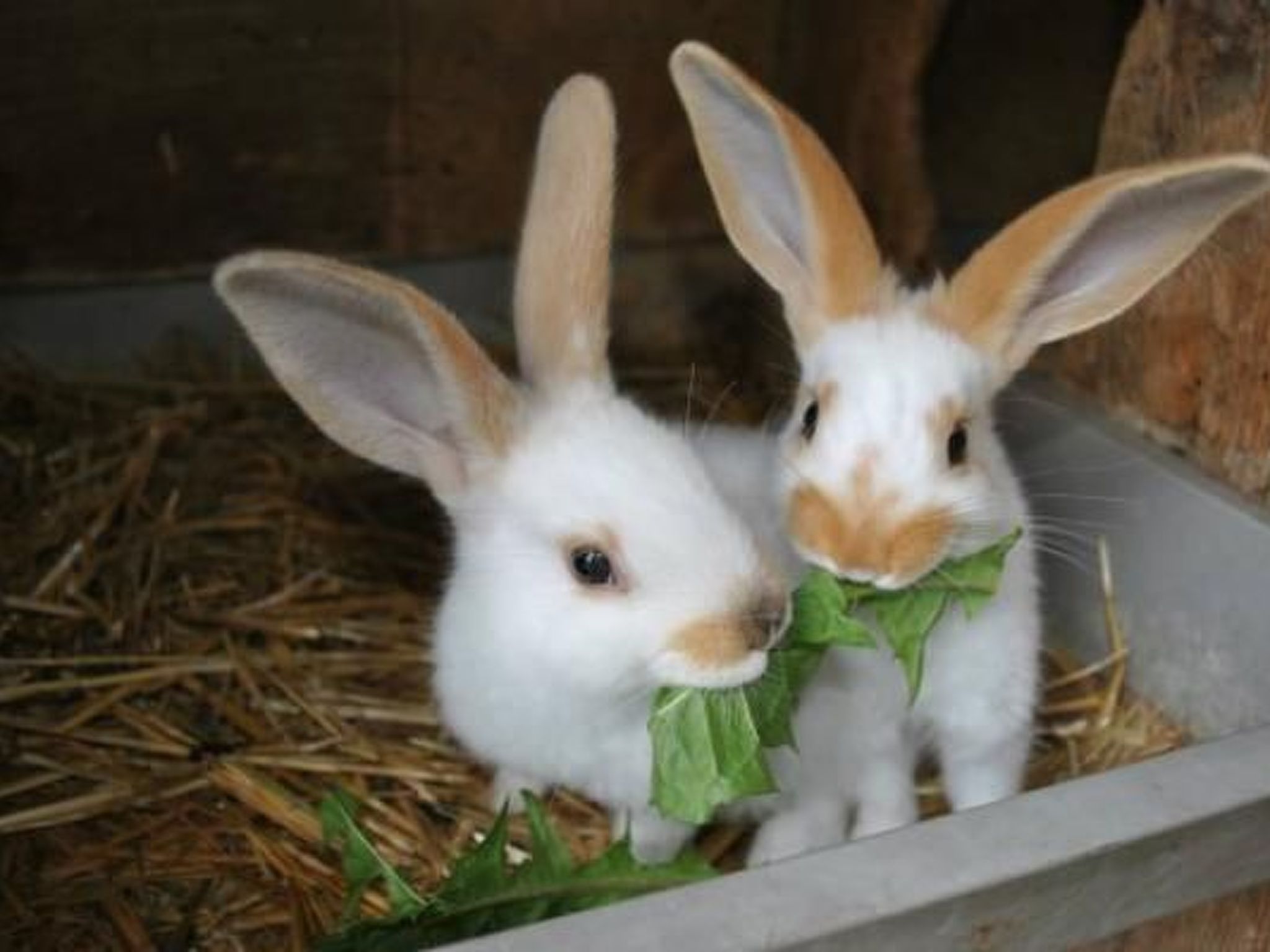 Two rabbits in a pen with hay and green leaves.