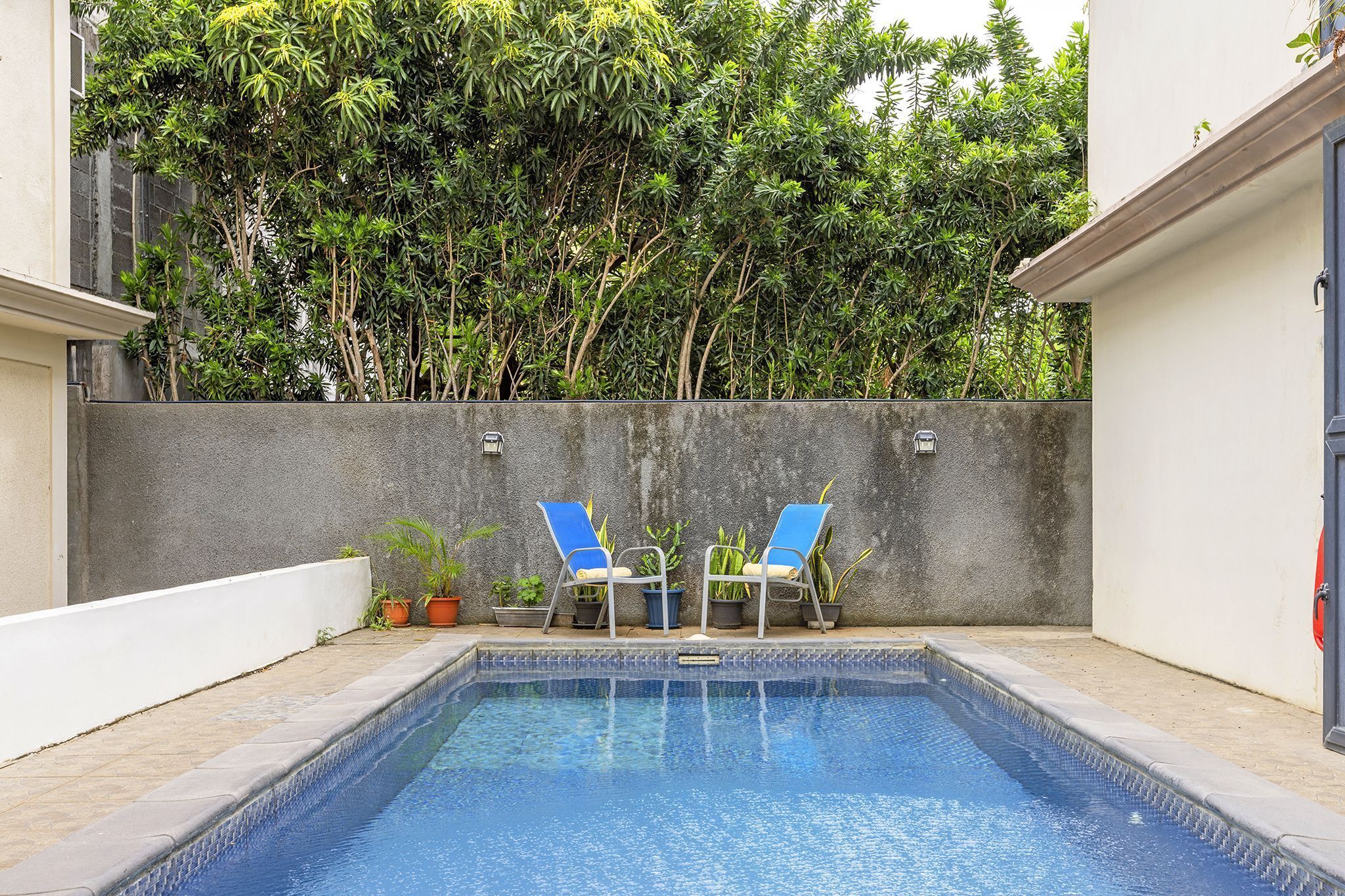 Una piscina con dos sillones azules, rodeada de plantas en macetas y un muro de concreto.