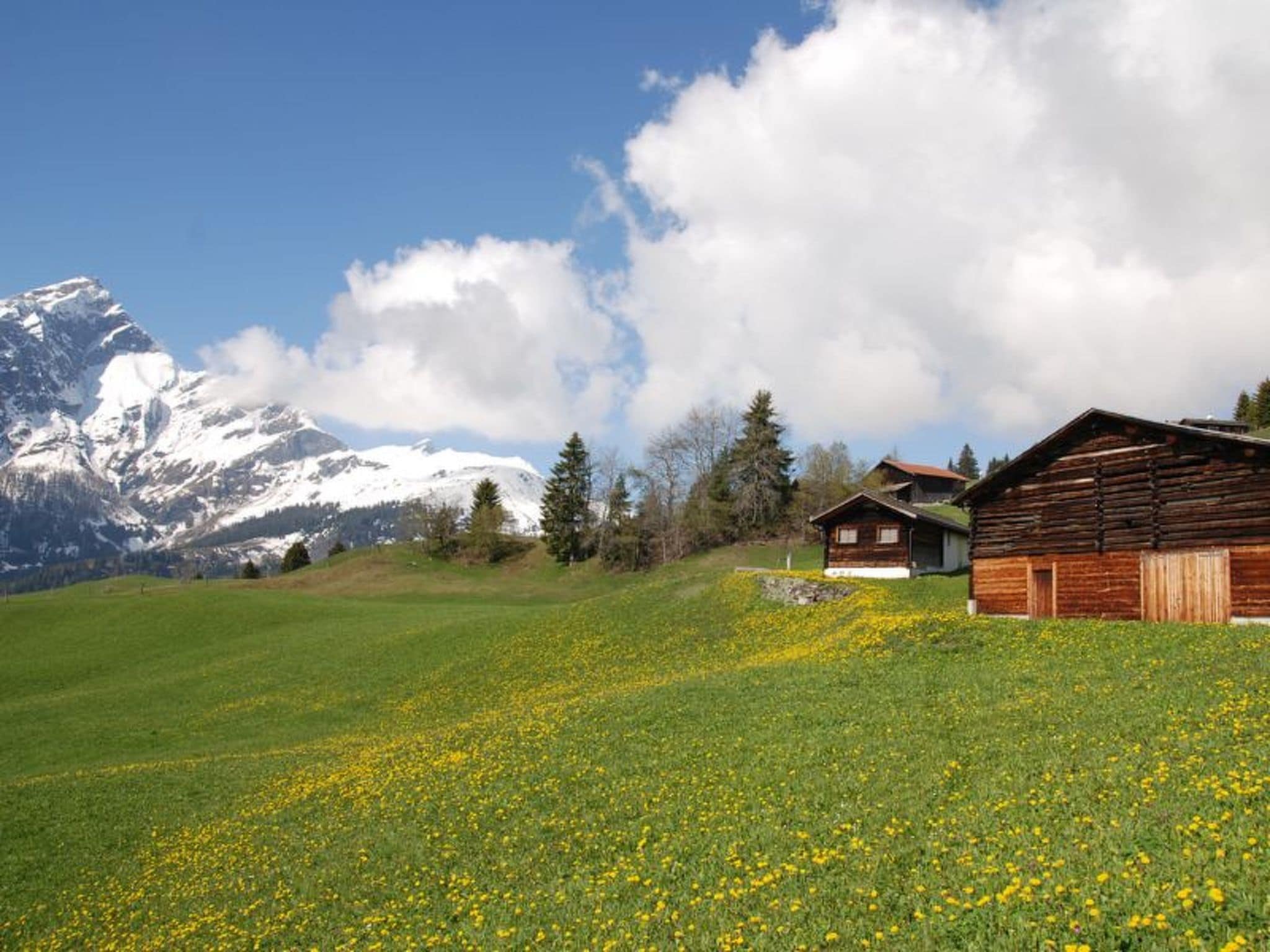 Paisatge rural amb una muntanya al fons, un camp de flors grogues al primer pla i dos edificis de fusta.