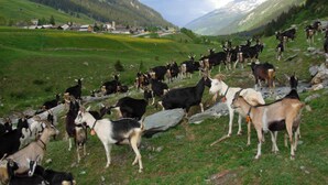 A mountainous landscape with a herd of goats grazing.