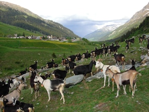 A mountainous landscape with a herd of goats grazing. - Ferienwohnungen im Schloss, (Nufenen). by Interhome (Nufenen)