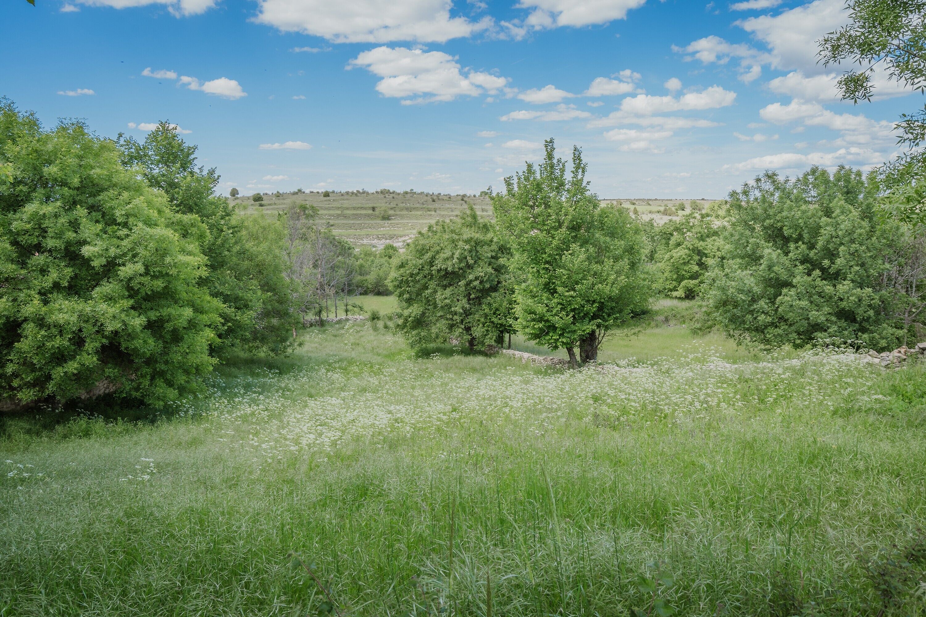 Een natuurlijk landschap met bomen en gras.