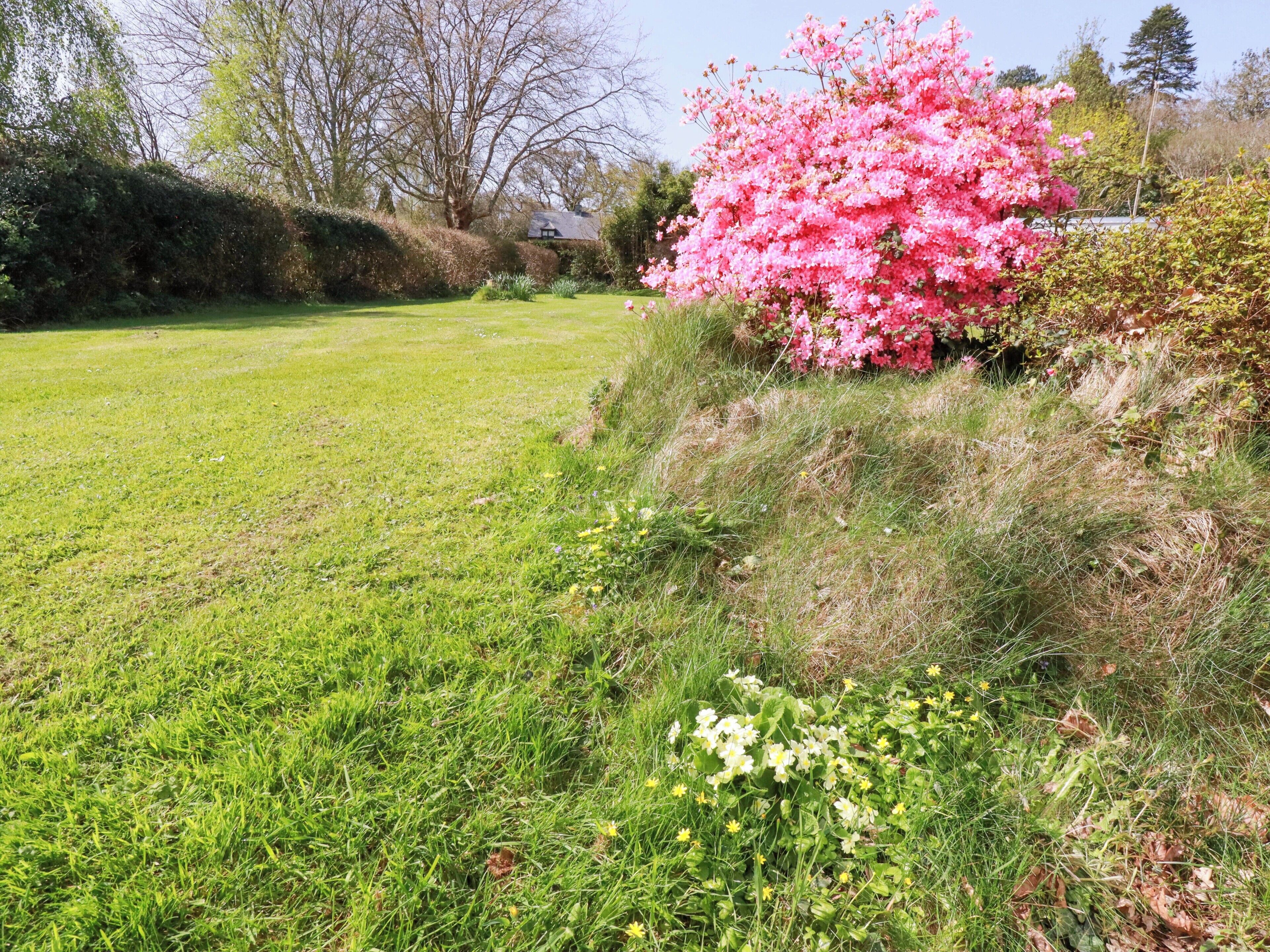 A grassy field with a pink flowering bush and a hedge.