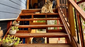 Una escalera de madera lleva a un edificio azul oscuro donde un perro está sentado en los peldaños.