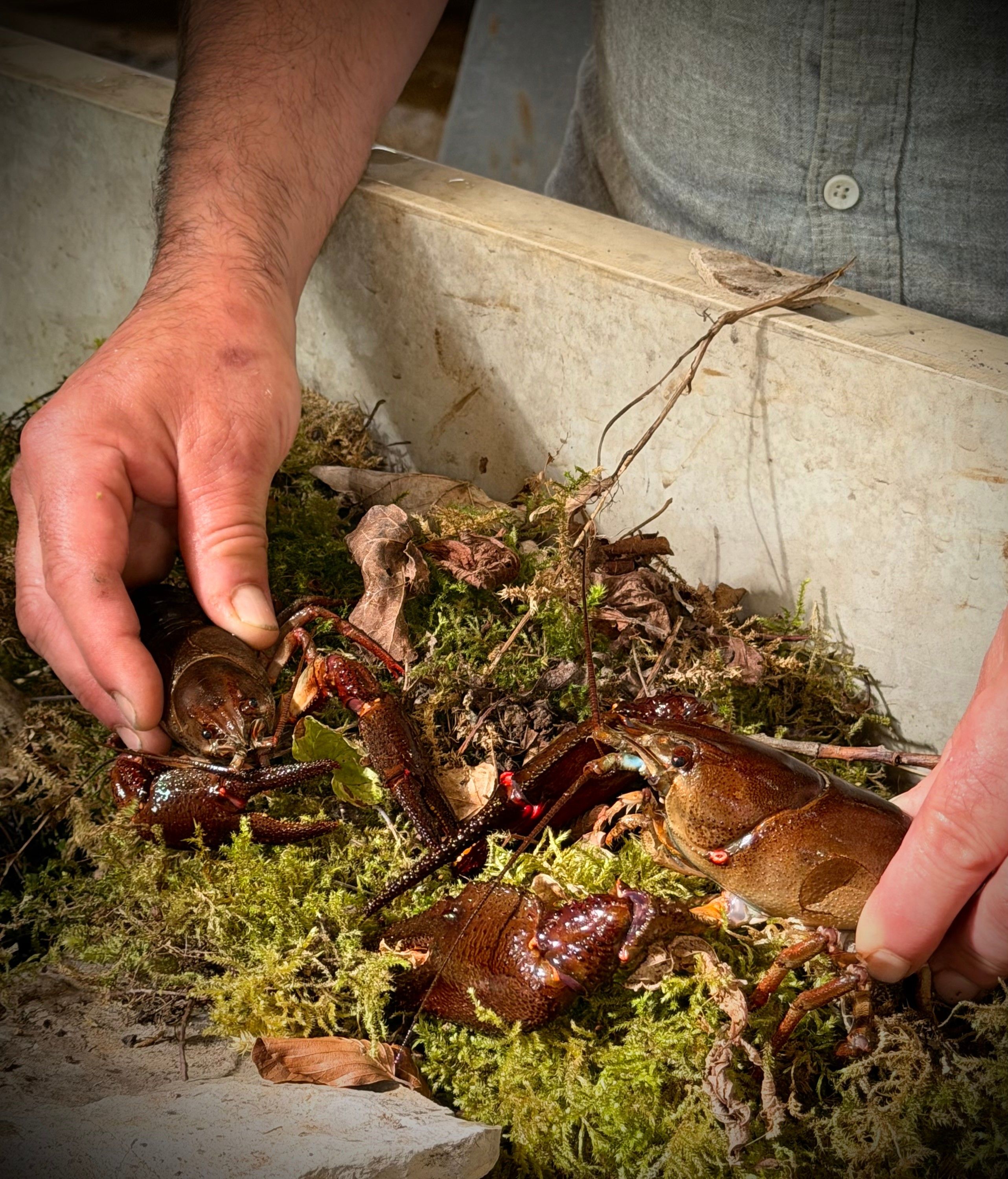 A person holding a lobster with a rocky and mossy background.