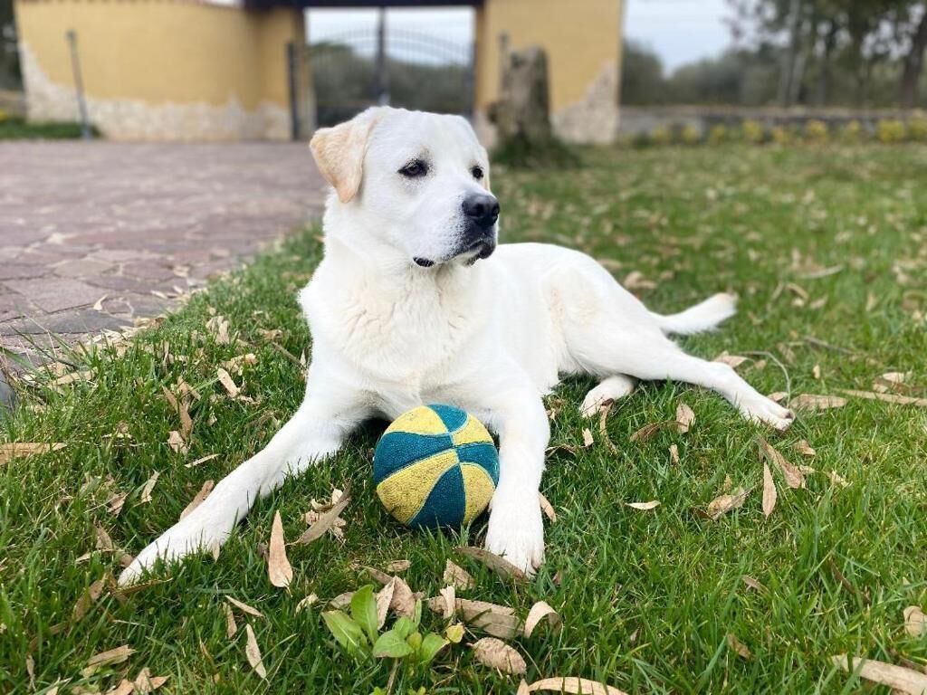 Um cão deitado na grama com uma bola.