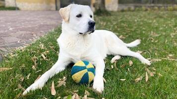 Um cão deitado na grama com uma bola.