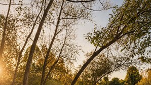 Un camí tranquil al costat d'un llac, amb arbres i aigües calmes.