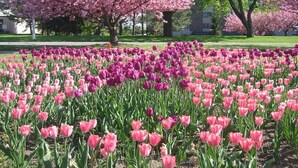 Un champ de tulipes avec des arbres en arrière-plan.