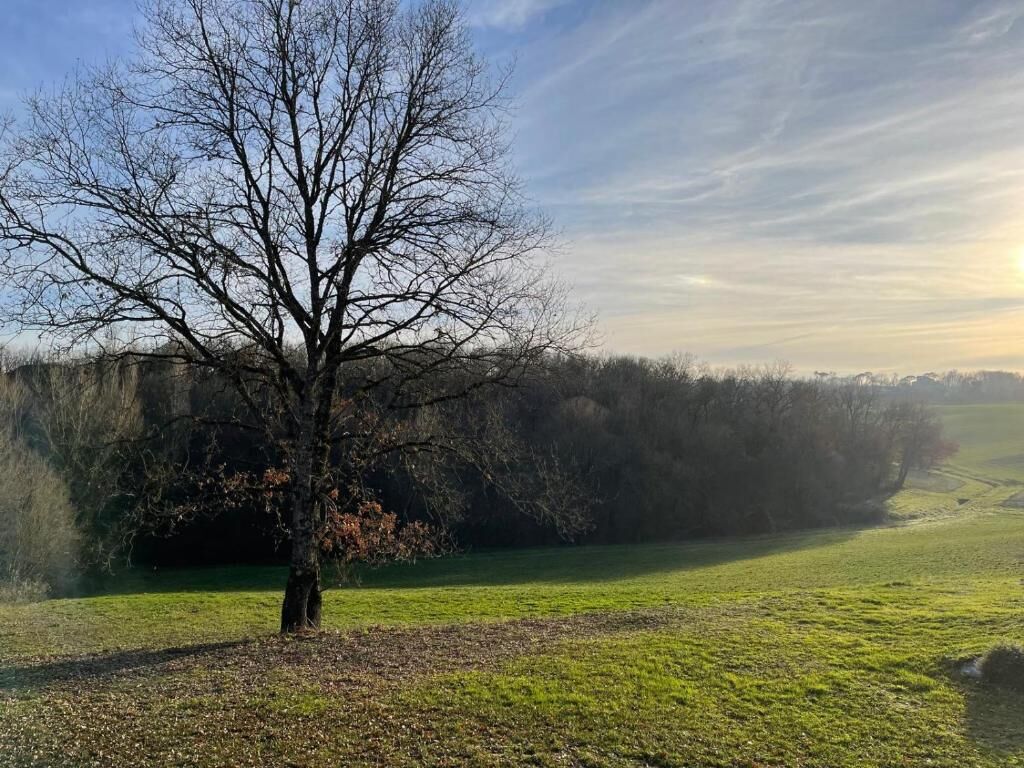 A tree in a grassy field with a forest in the background.