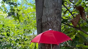 A wooden birdhouse with a red umbrella attached to it, hanging from a tree. - Muddy Boots HideoutI Cozy 2BR I 15m to RRG I Wi-Fi (Stanton)