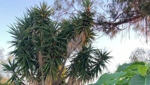 Un jardin agrémenté de diverses plantes, un sentier en pierre et un portail en métal.