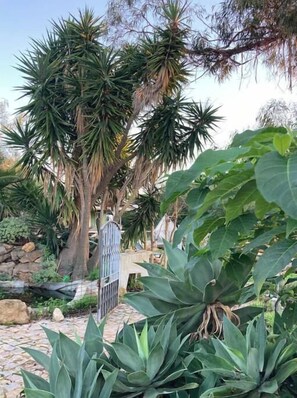 Ein Garten mit verschiedenen Pflanzen, einem Kiesweg und einem Metalltor.