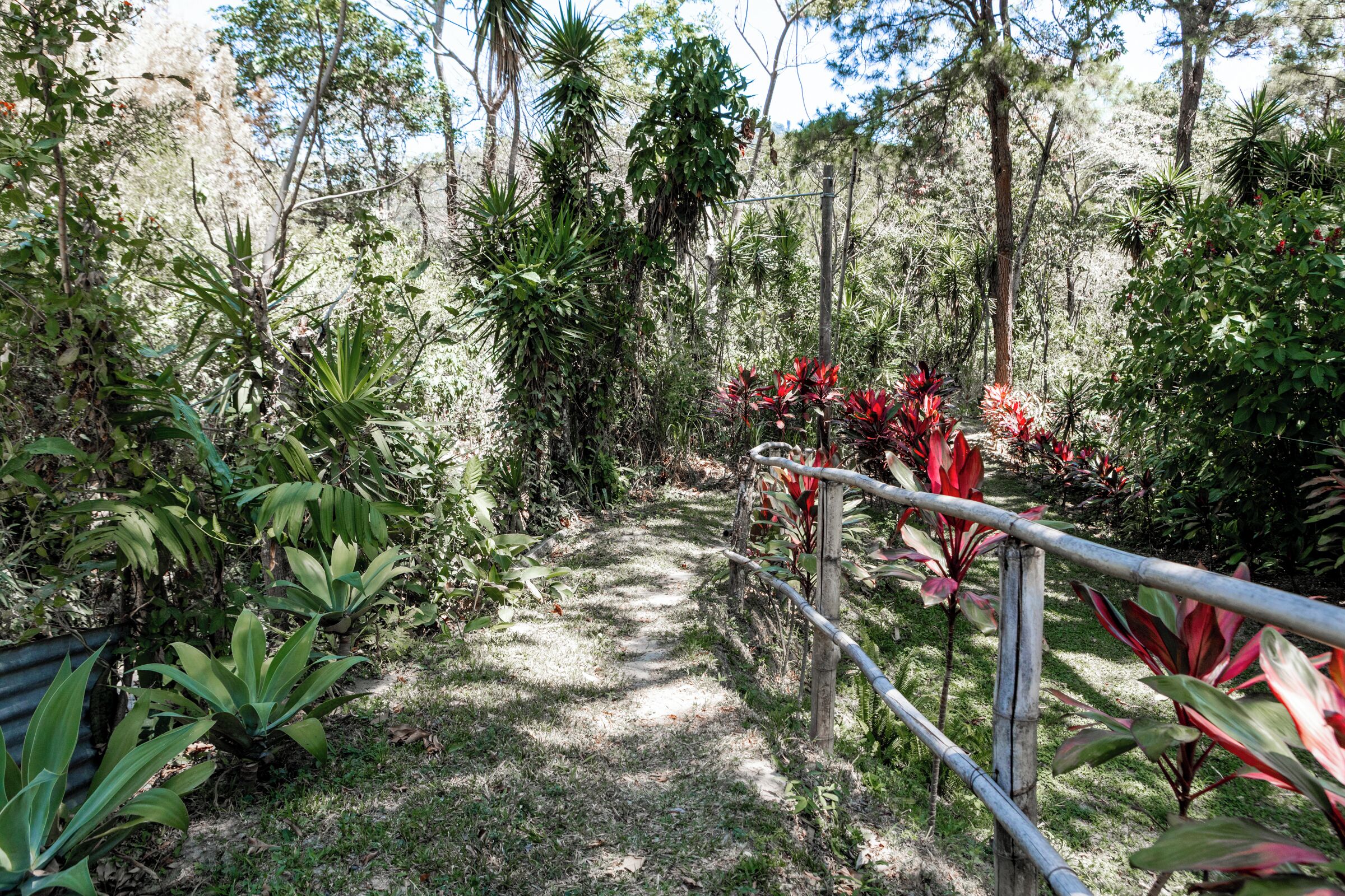 Un sendero rodeado de abundante vegetación y follaje rojo, que atraviesa un bosque.