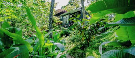 One of a kind signature villa, botanic paradise | Vue sur le jardin