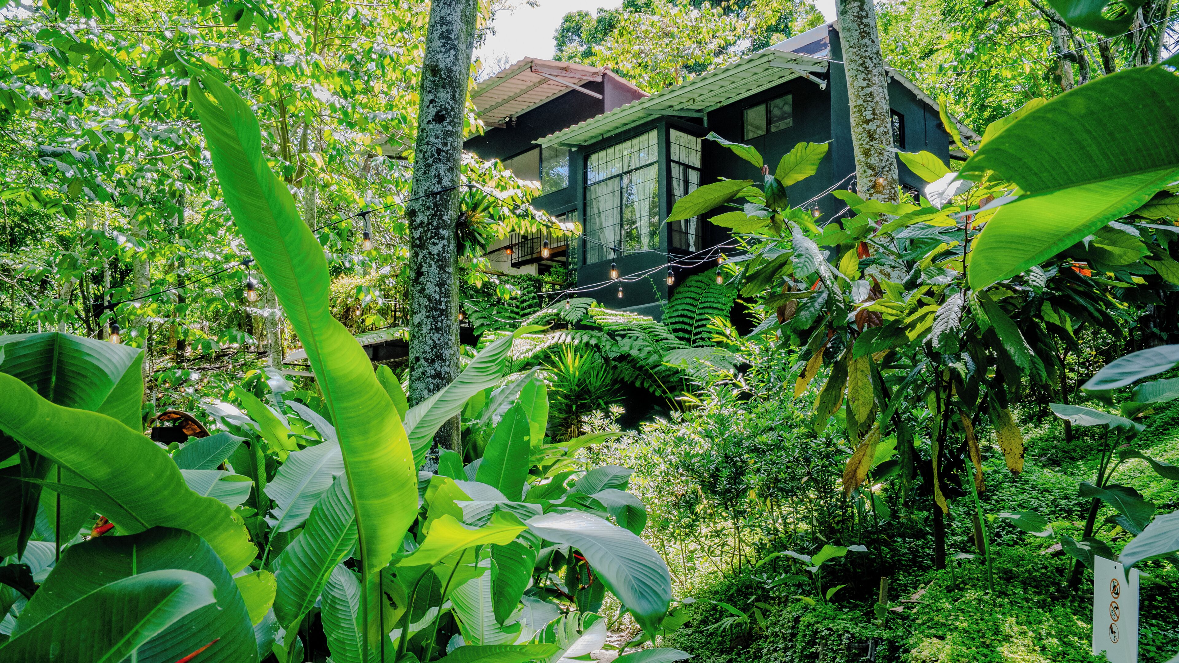 A house surrounded by dense tropical foliage, with a large window overlooking the garden.