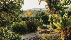A garden with a variety of plants and a small stream. - Oasis in tropical gardens with swimming pool (Moncarapacho)