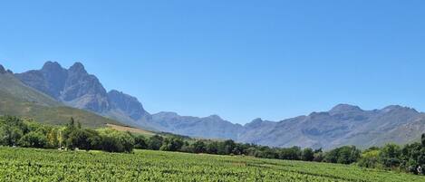 A vineyard with rows of grapevines and mountains in the background.