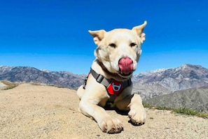 Pet-friendly - The Birdhouse Tiny Shabin Cabin (Yokuts Valley)