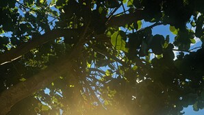 Une scène de plage avec un banc en bois, une vue sur l’océan et la lumière du soleil filtrant à travers les arbres.