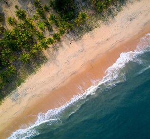 Vue aérienne d’une plage bordée de palmiers et d’un rivage sablonneux.