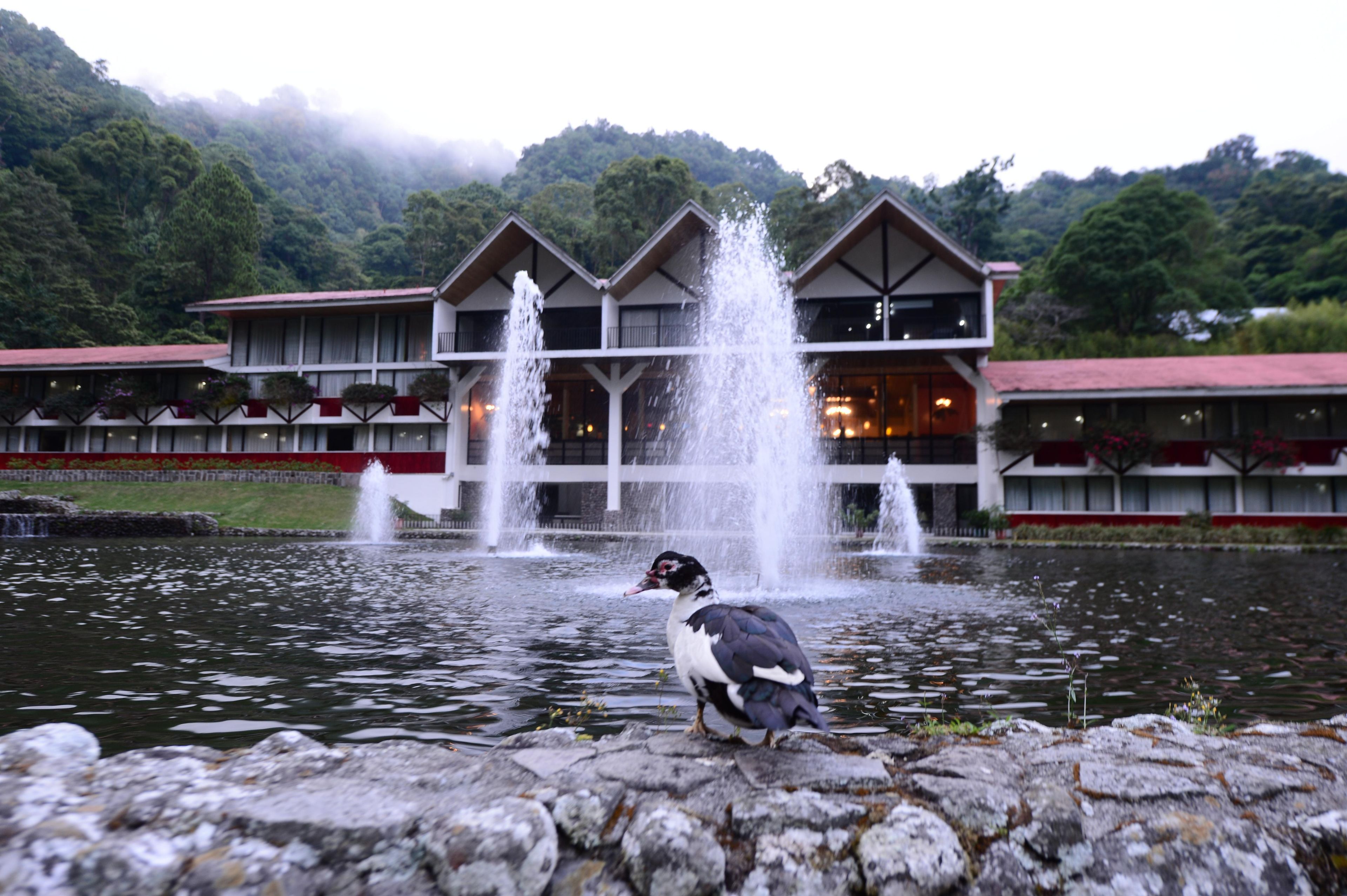 A building with multiple fountains in front, a bird on a rock, and a forested hill in the background.