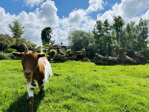 Eine Ziege auf einer Wiese mit Bäumen und einem Haus im Hintergrund.