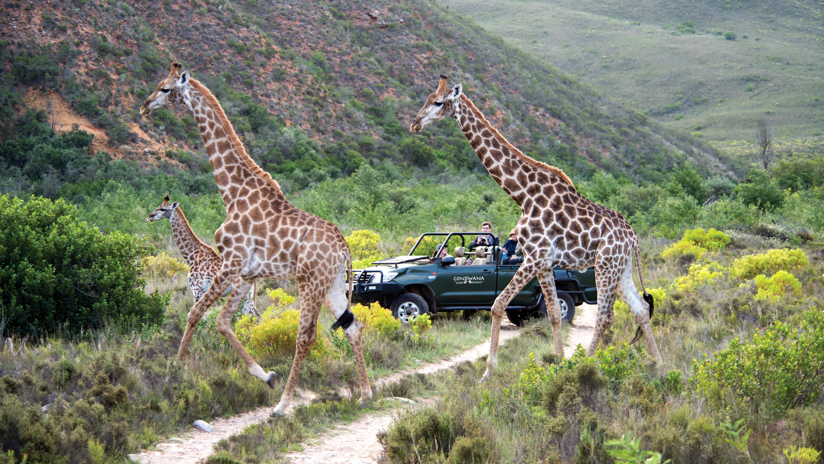 A safari vehicle with passengers observing giraffes in a natural setting.