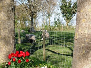 Ein von Zäunen umschlossener Bereich mit Bäumen und einer grünen Wiese.