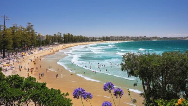 A beach with people, trees, and a clear sky. - KozyGuru | Manly | Prime Manly Coastal Hub (Manly)