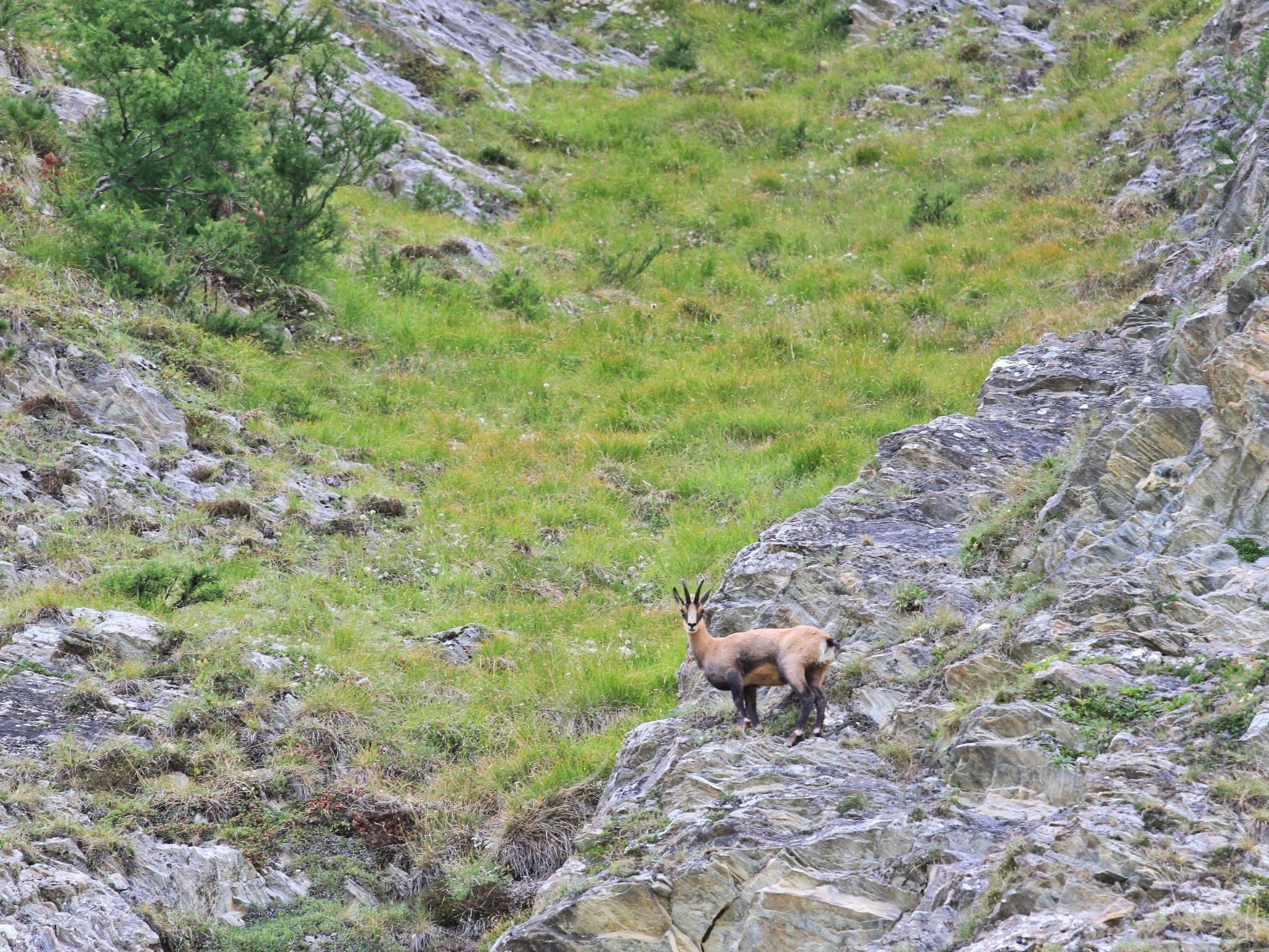 A rocky terrain with sparse vegetation and a single animal.