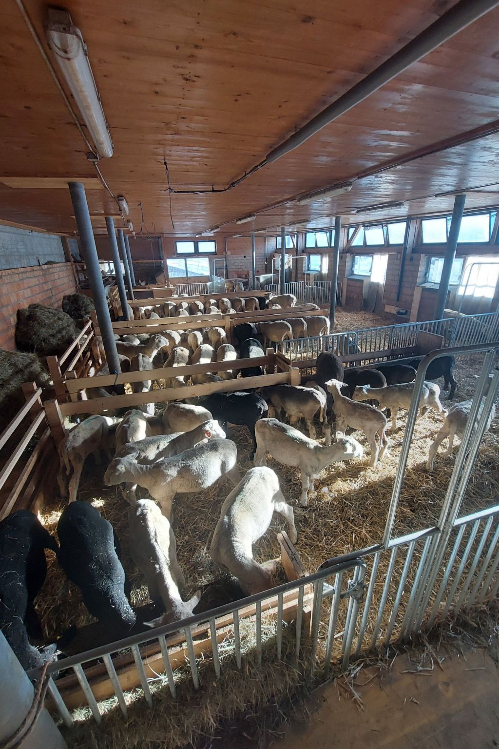A barn with multiple pens, each containing sheep and goats.