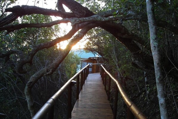 A wooden boardwalk with metal railings, surrounded by dense foliage and trees. - Under the Boardwalk Guest House (Wilderness)