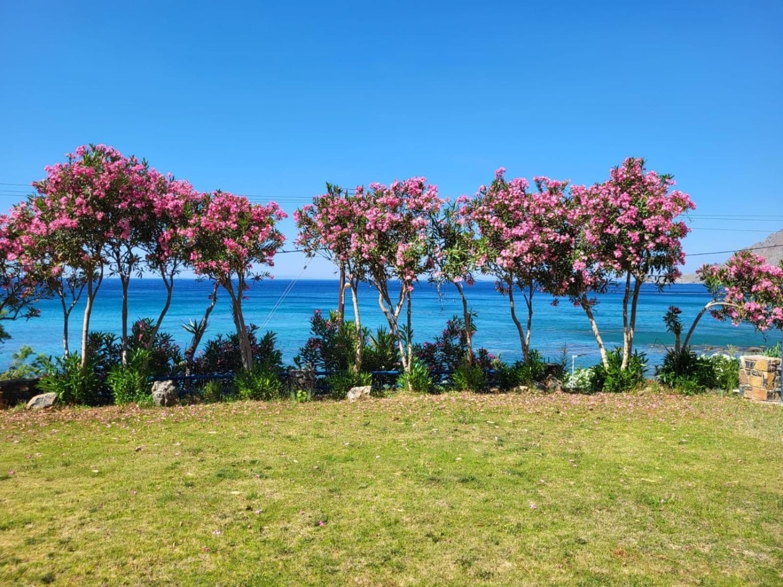 Paisaje costero con árboles en flor rosa y vista al mar.