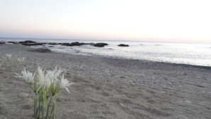 Una playa de piedras, algunas flores blancas y rocas en el agua.