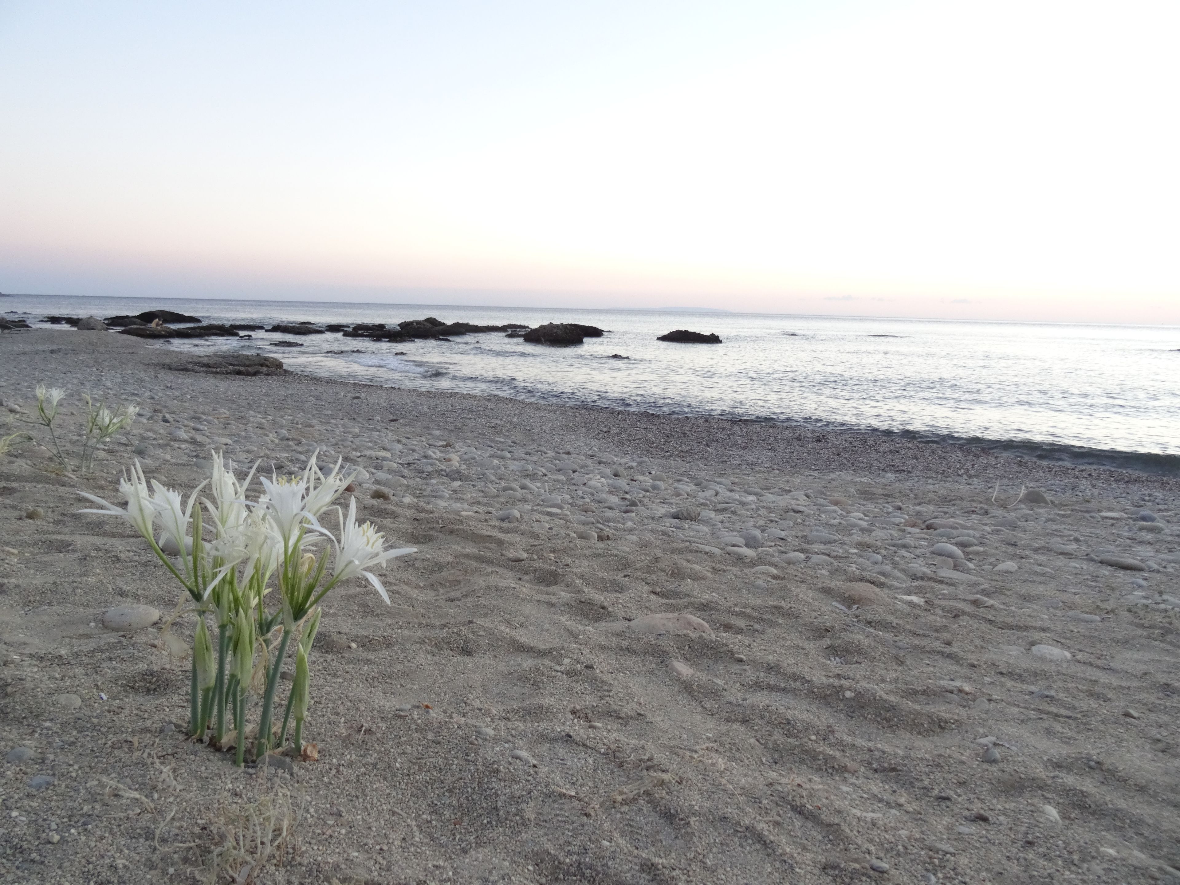 A beach with pebbles, a few white flowers, and rocks in the water.