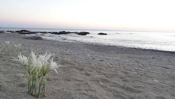 A beach with pebbles, a few white flowers, and rocks in the water.