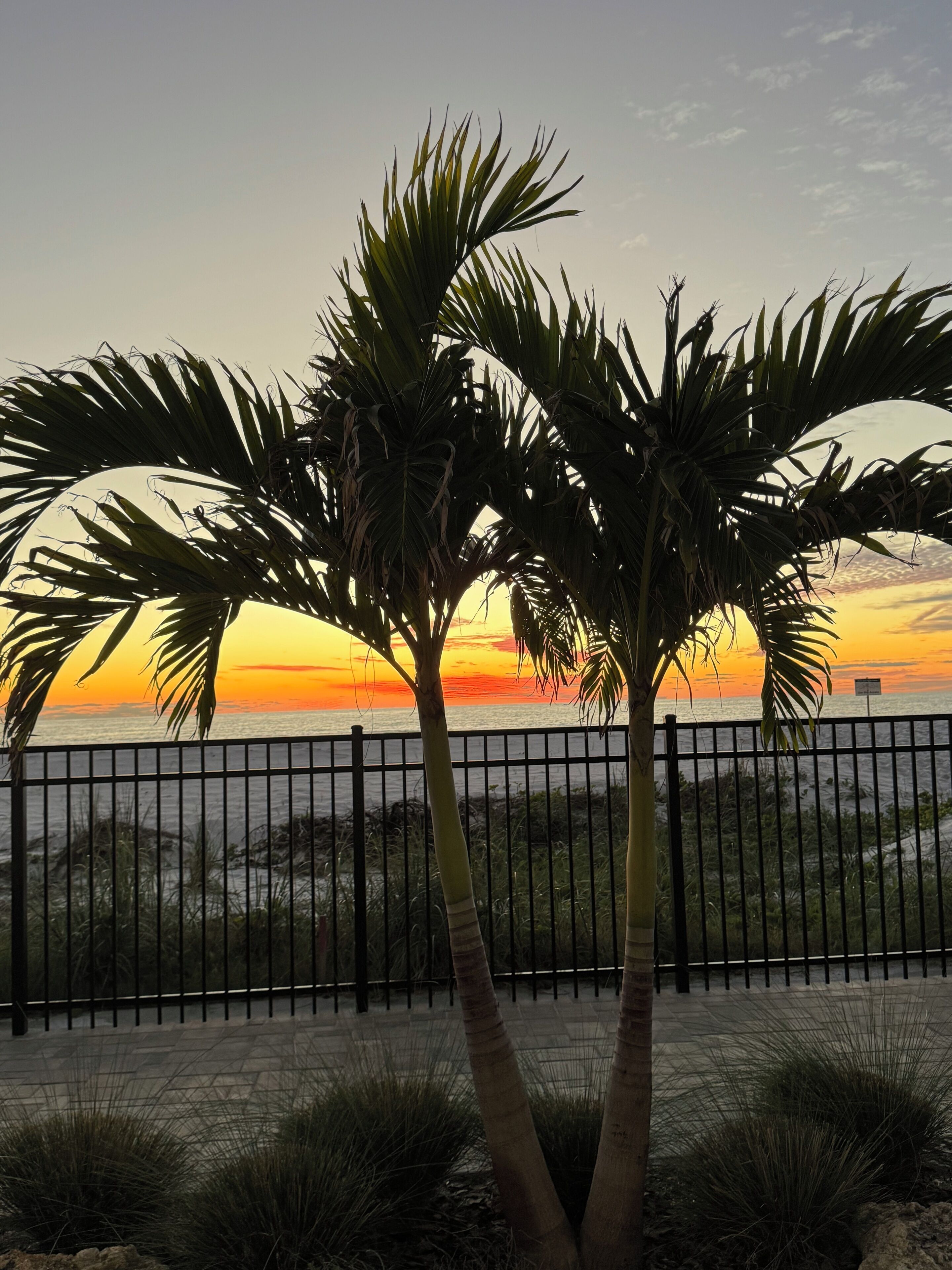 Sonnenuntergang mit Palmen und einem Zaun.