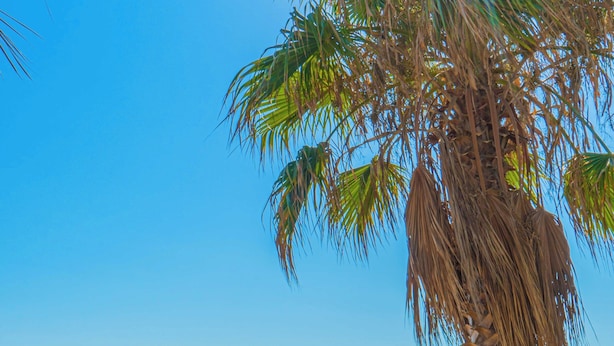 Una playa con palmeras, sombrillas y sillas de descanso.
