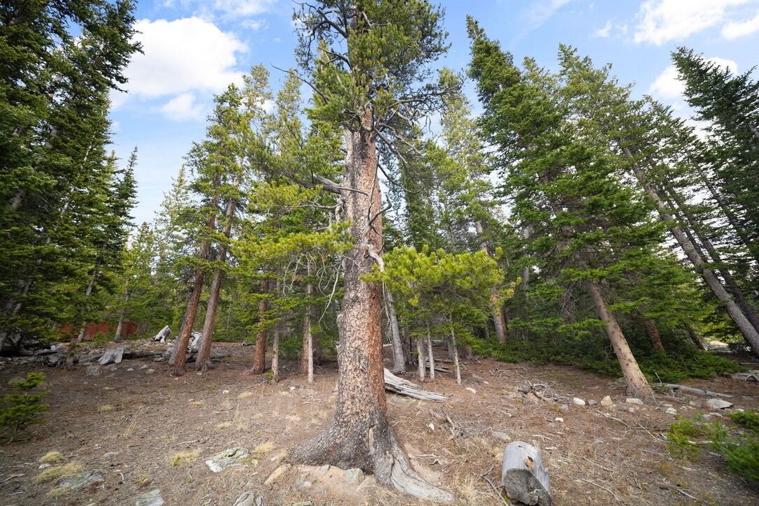 A forested area with tall trees and a clear sky.