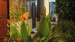 A room with a large window, a plant, and a door. - Sagita Bungalow by Zuzu (Gili Trawangan)