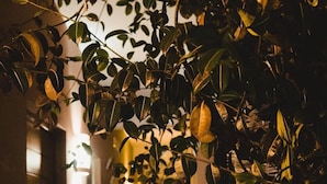 A narrow hallway with hanging plants and a brick wall on one side. - Lifestyle Hotel Juquilita - La Punta (Santa María Colotepec)