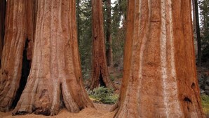 A forest with large, reddish-brown trees. - Sequoia Retreat: BBQ, Patio, Near National Park (Three Rivers)