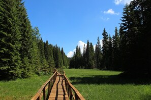 A wooden boardwalk leading through a forest with tall evergreen trees and a clear blue sky. - Hotel Djina (Raška)