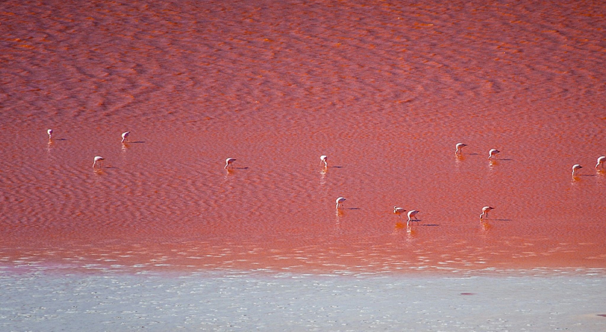 Una playa con arena rojiza y varias aves posadas en el agua.