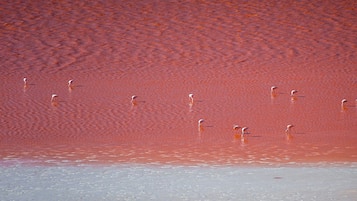 Una playa con arena rojiza y varias aves posadas en el agua.