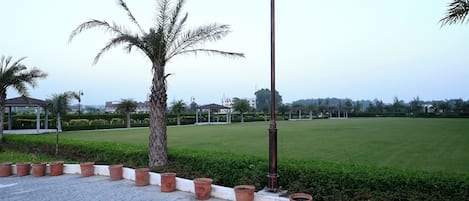 A paved area with potted plants, a palm tree, and a grassy field in the background.