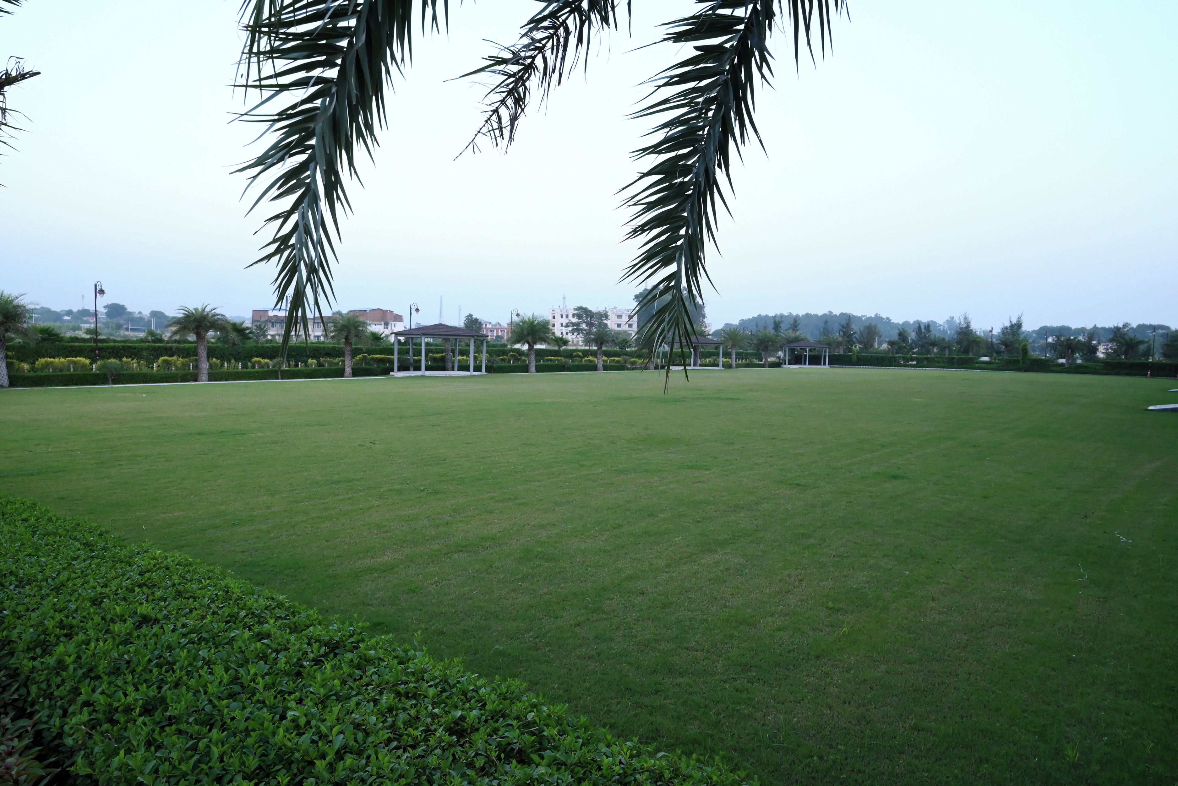 A large, open grassy field with palm trees and a distant building complex.