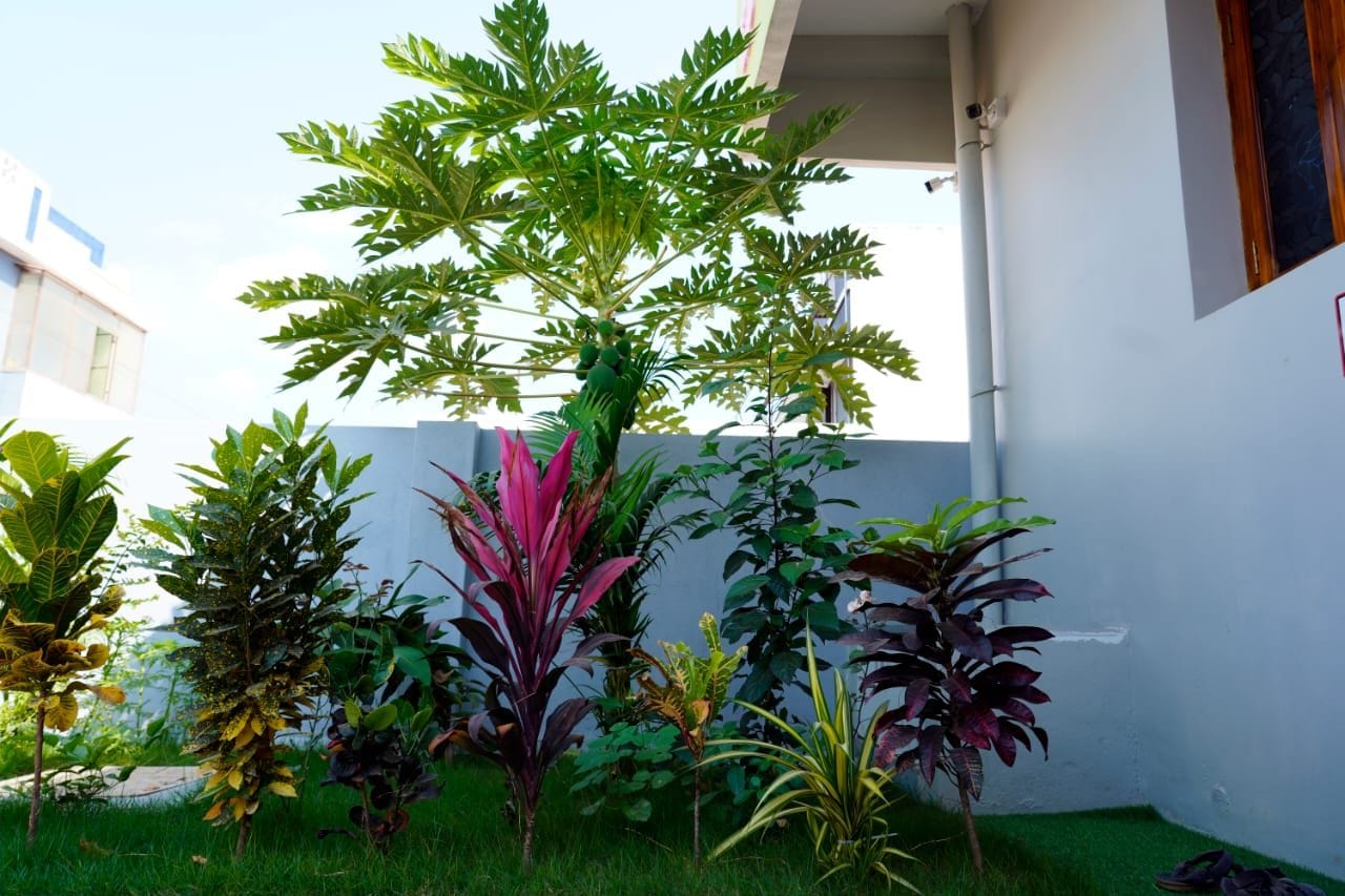 Ein kleiner Garten mit verschiedenen Pflanzen und einem Baum.