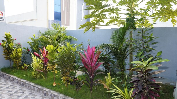 Un jardí ben cuidat amb diverses plantes i un camí empedrat.